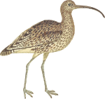 Curlew (isolated)